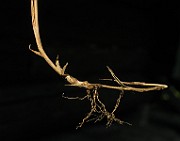 IMG_4379