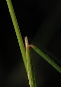 IMG_4383