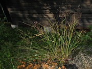 IMG_4933