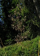 IMG_5491