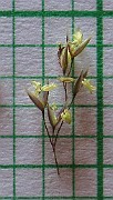 Agrostis_stolonifera
