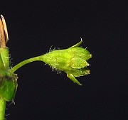 IMG_2666
