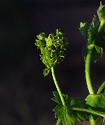 IMG_2667