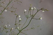 IMG_1933