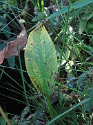 IMG_8727