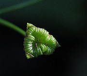 IMG_8731