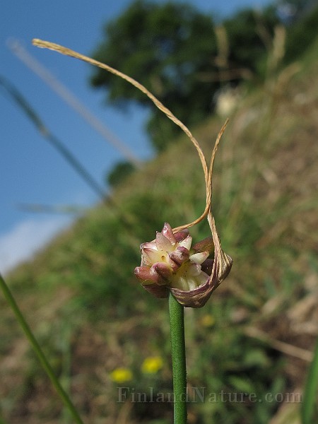 IMG_7313.JPG