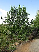 IMG_2211