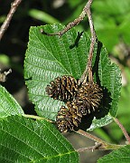 IMG_7049b