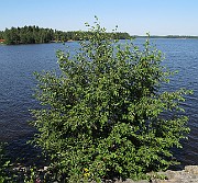 IMG_8743