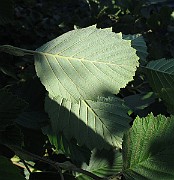 IMG_8749