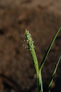 IMG_0918