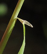 IMG_9252