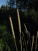 IMG_1499