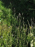 IMG_1500