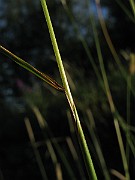 IMG_1501