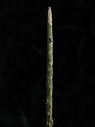 IMG_1506
