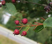 IMG_7216