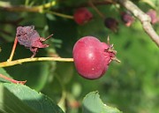 IMG_7220