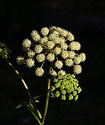 IMG_2672