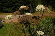 IMG_6225