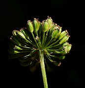 IMG_6227