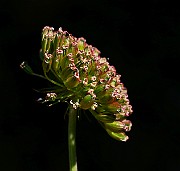 IMG_6228