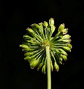 IMG_6230