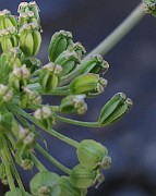 IMG_8227
