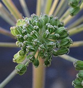 IMG_8227b