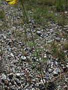 IMG_4281