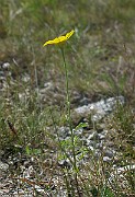IMG_4285