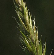 IMG_3778