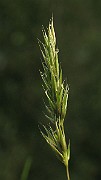 IMG_3780