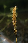 IMG_3781