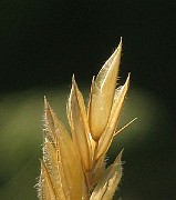 IMG_3781b
