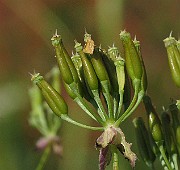 IMG_6184