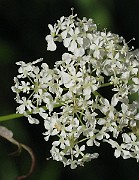 IMG_6185b
