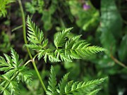 IMG_7732