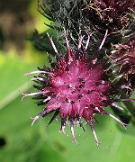 IMG_3545