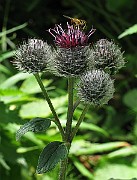 IMG_3546