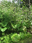IMG_3547