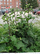 IMG_7714
