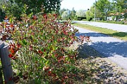 IMG_6622