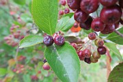 IMG_7045