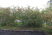 IMG_7110
