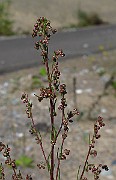 IMG_3949
