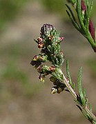 IMG_3952