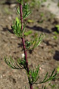 IMG_3954