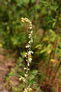IMG_1301
